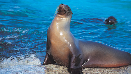 Sea lion galapagos islands